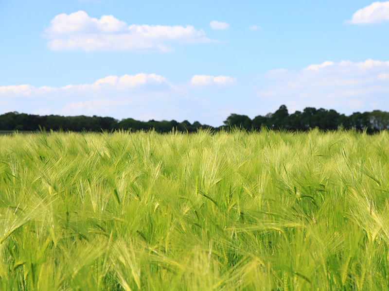 松材线虫病免疫激活剂研发与示范应用通过鉴定